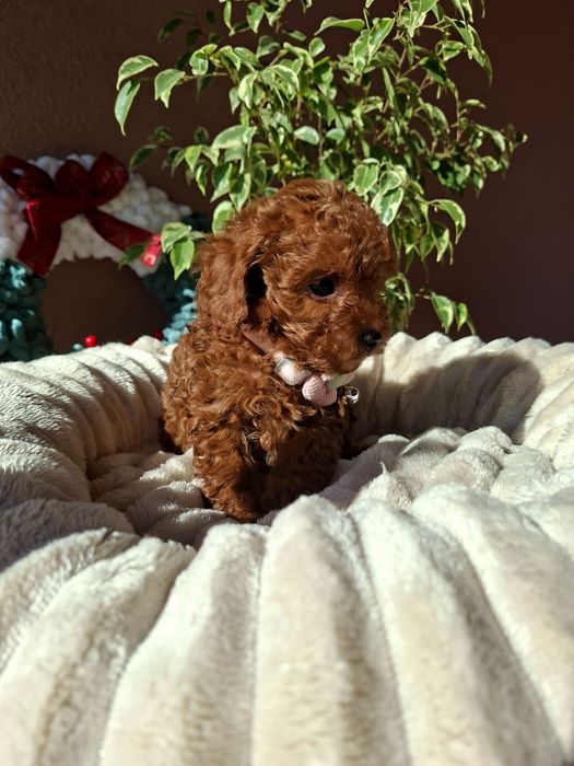Резервирано .. Пудел Той с Родословие