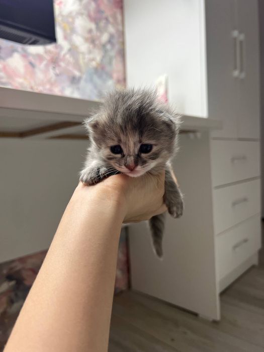 продаются вислоухие котята