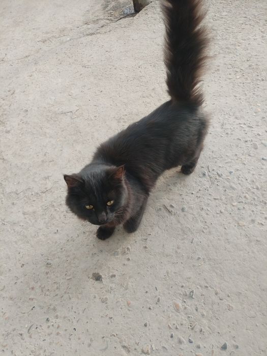 Aralash zotdor (gibrid) oʼgʼil bola mushugimiz Hadyaga beriladi.