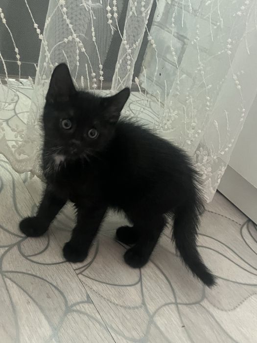 Мальчик 1.5 мес