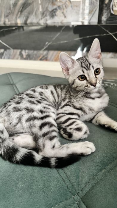 Срочно продам бенгала мальчик