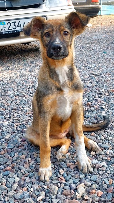 Пристраиваются щенки