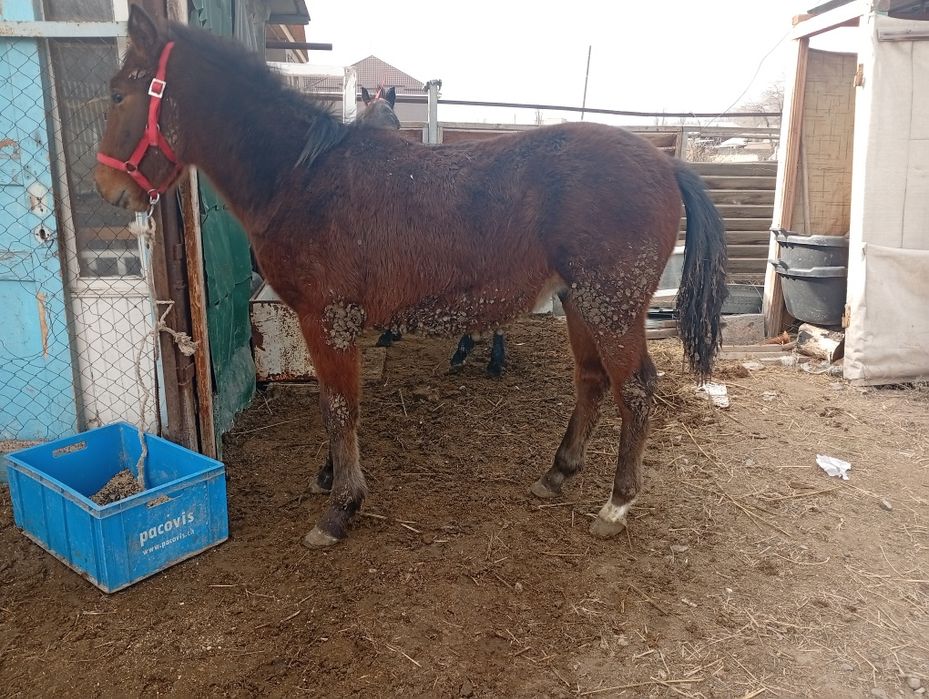 Сатылады семыз тай