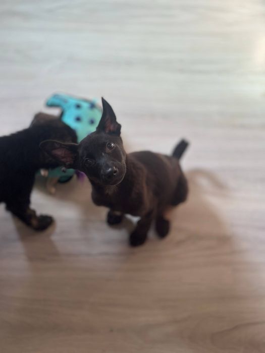 Пристраиваются щенки