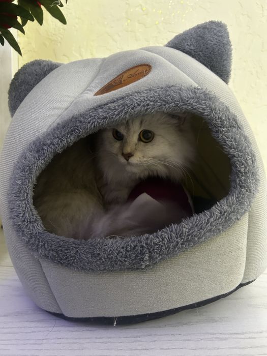 Қолға үйретілген мысық кошка