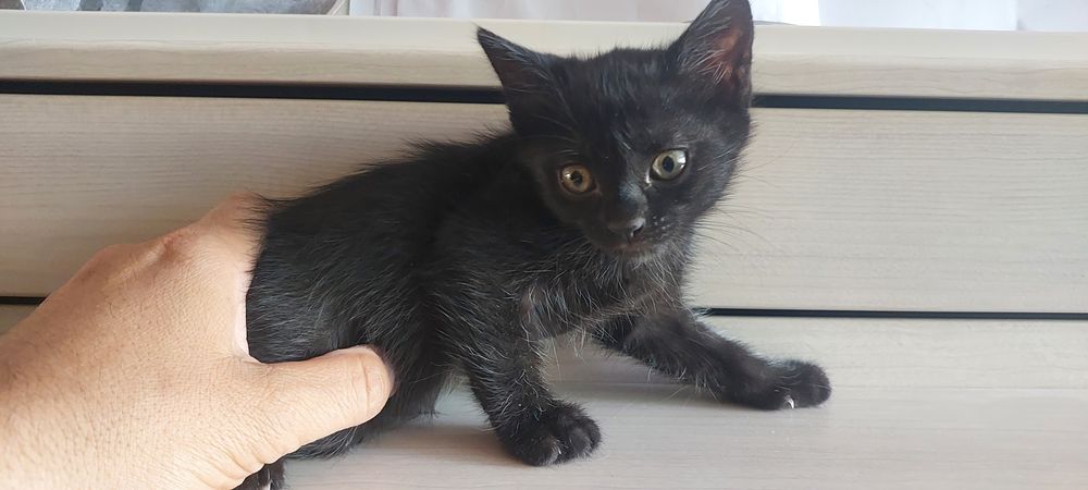 Котенок. Девочка.  15 июня рождения