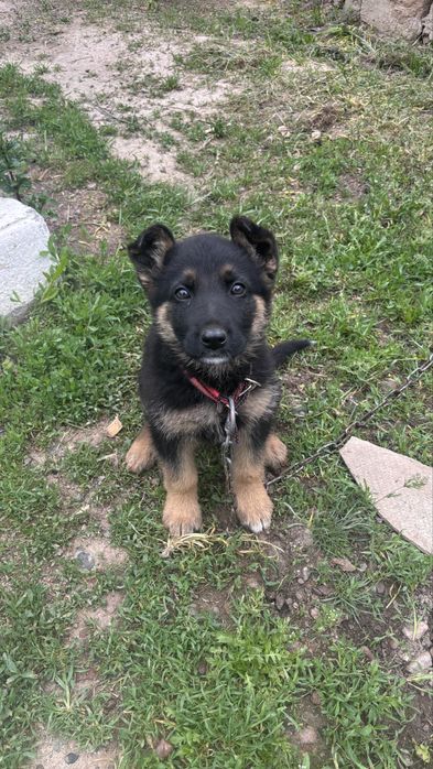 Европейски овчарка