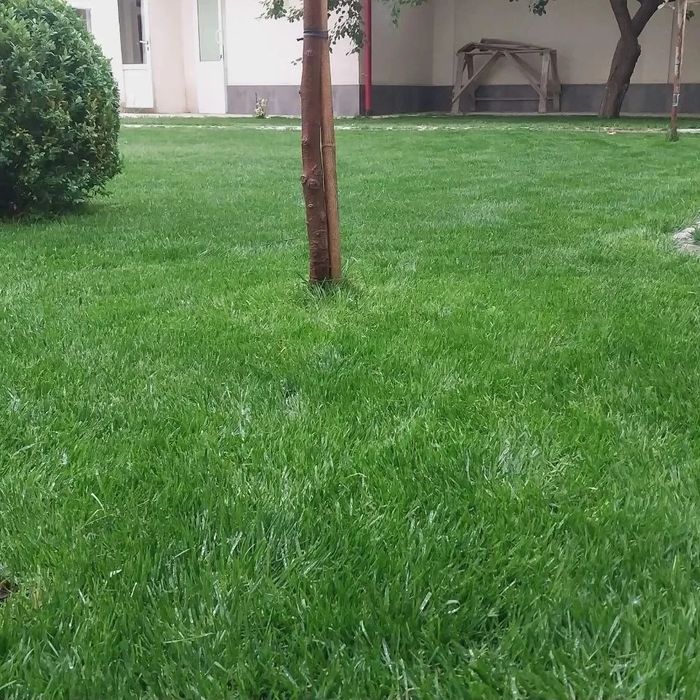 Gazon landshaft dizaynini