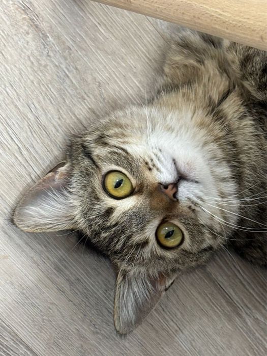 Кошка,хорошая,домашняя