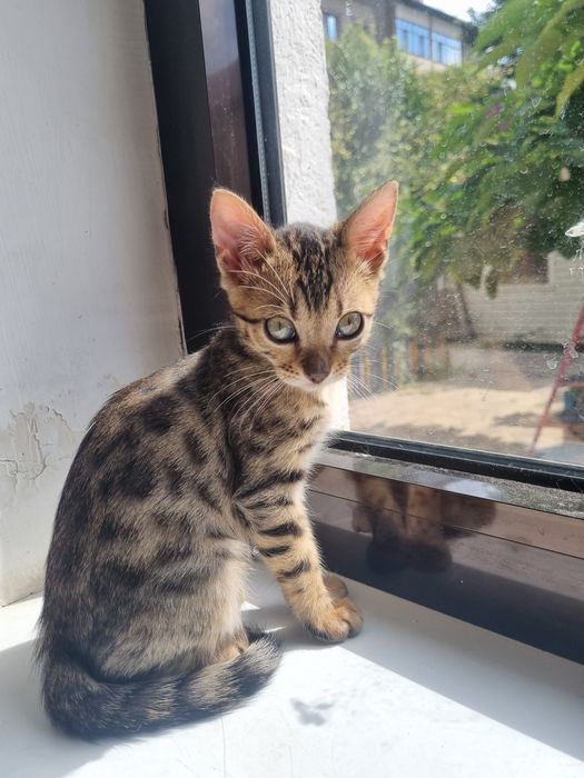 Котенок бенгальский