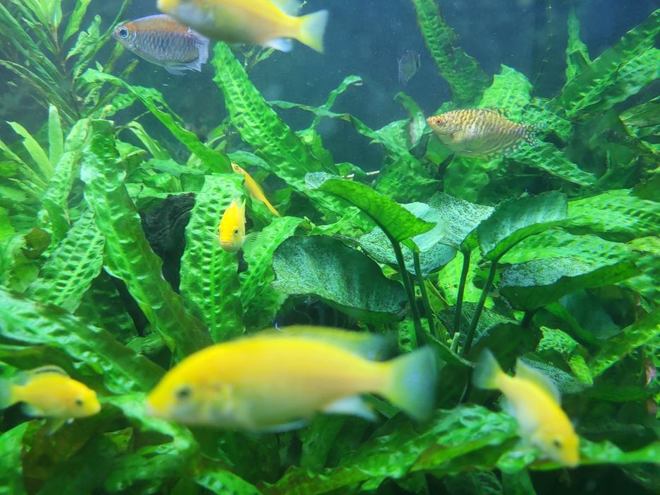 Продам цихлид Yellow(Лабидохромис церулиус)