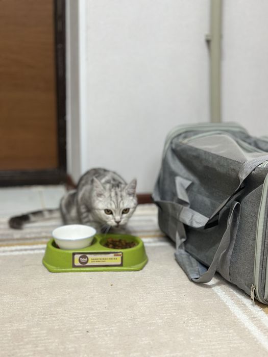 Шотланд мысық сатылады.