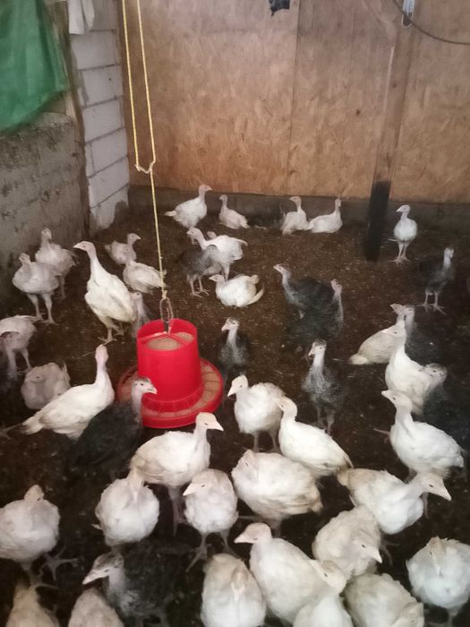 Pui de curca,curcani 10kg,ajung la peste 20 kg