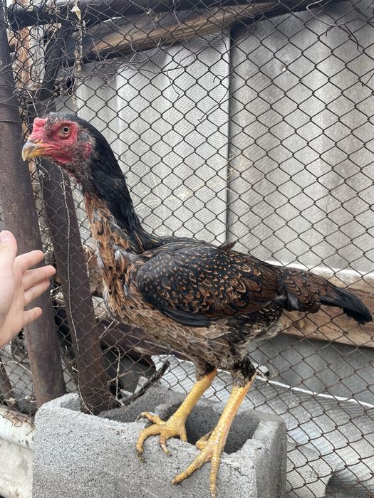 дакан тауыктар сатылады