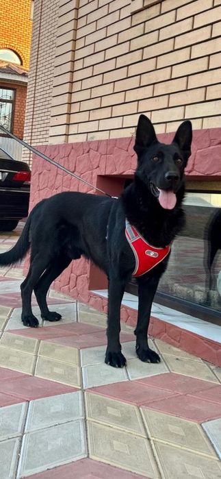 Вязка . Немецкая овчарка.