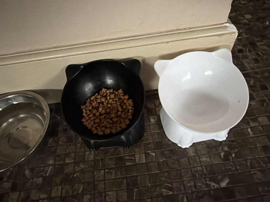 Отдам в добрые руки котенка