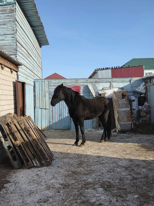 Айгыр туқымды Кушум асыл.