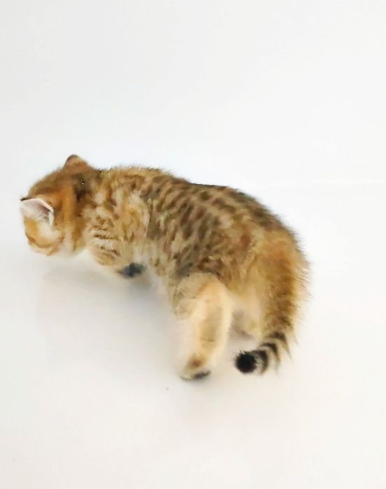 БриТанскАя ТигРяша коШечКа