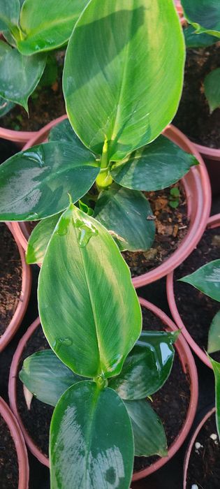 Саженцы сортового банана