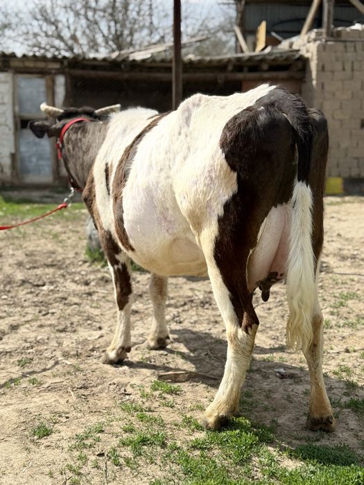 Сүтті бұзаулы сиыр