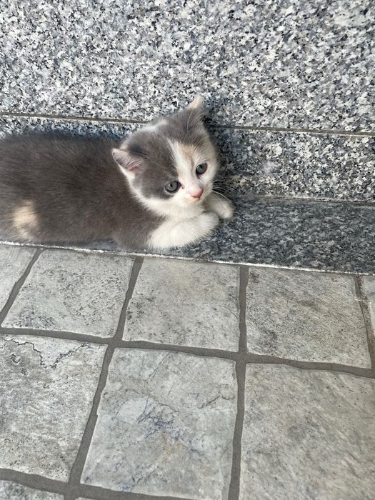 Mushuk zotdor uy mushugi uydan kochaga chiqmagan faqat korm yegan