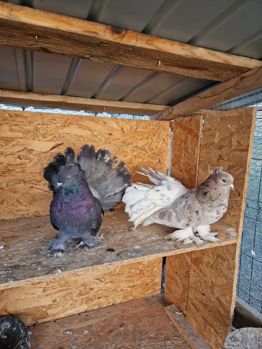 Porumbei voltati indieni 2025