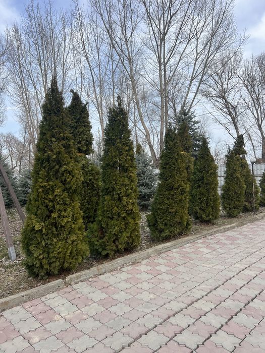 Туи смарагд 3/4/5 метров