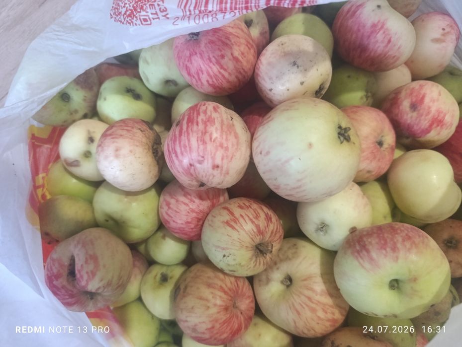 Продам яблоки дачные