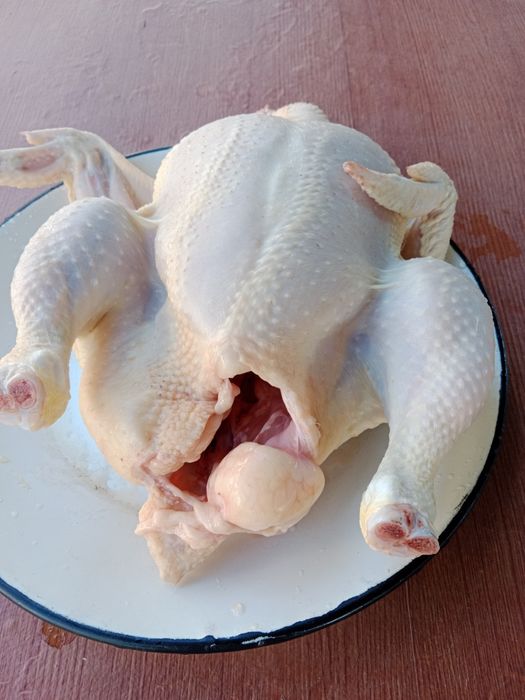 Куры   Броллеры домашнее