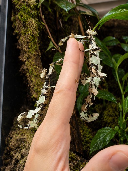 Extatosoma tiaratum Insectă Băț Australiană Spinoasă Crescută în Captivitate Exemplare de la crescator avizat nu musca!Mananca frunze/NU!este scorpion