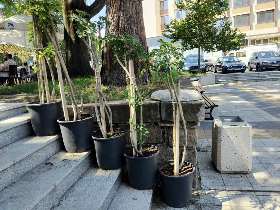 Продавам Шефлера / Schefflera 10 годишна, 170 см. височина, 10 броя