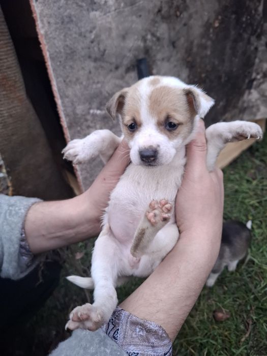 Отдам маленьких щенков