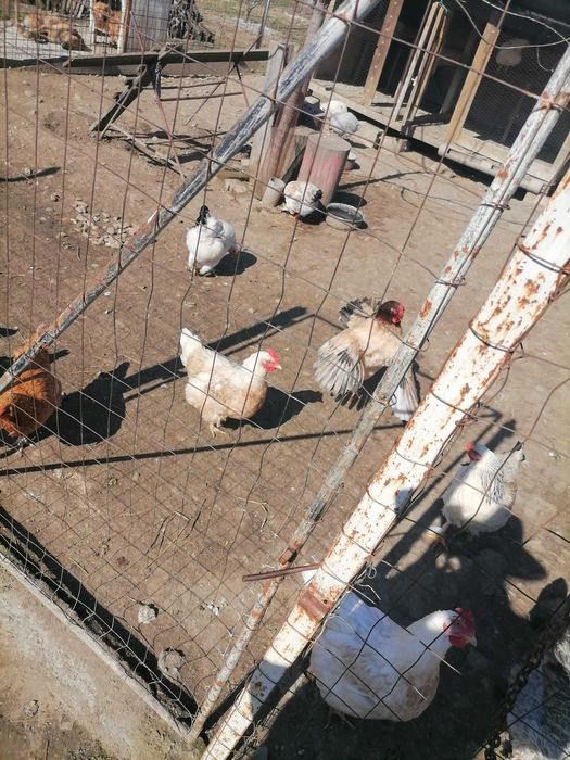 Ouă de țară de la găini fericite