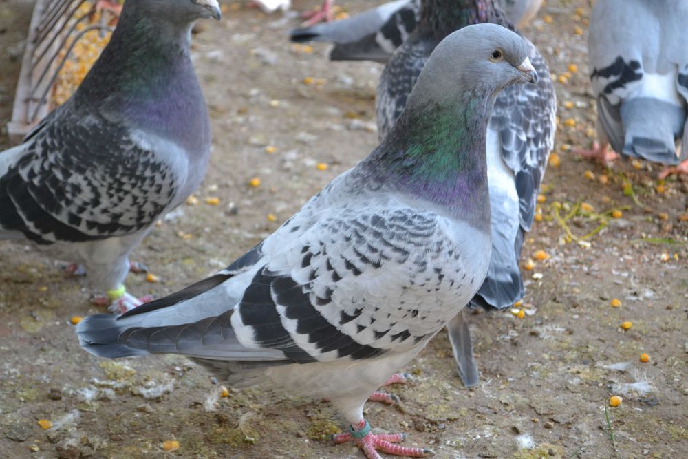 Porumbei Voiajori Standard