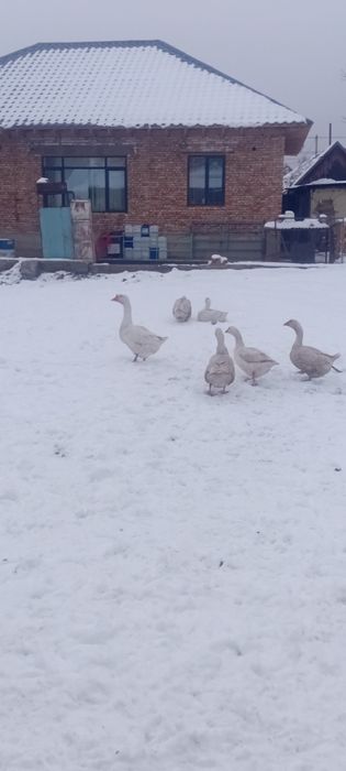 Продам гусей по 13000тт не дорога торг уместен если всех забирёте