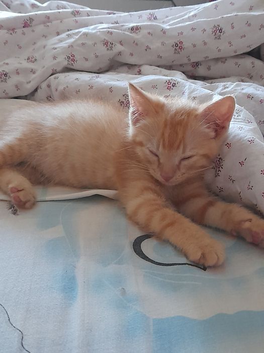 Апельсинчик 2 мес мальчик домашний