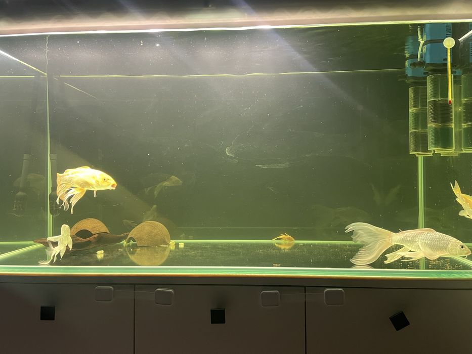 Карп кои бабочка