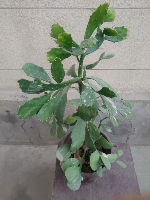 Разные виды растений