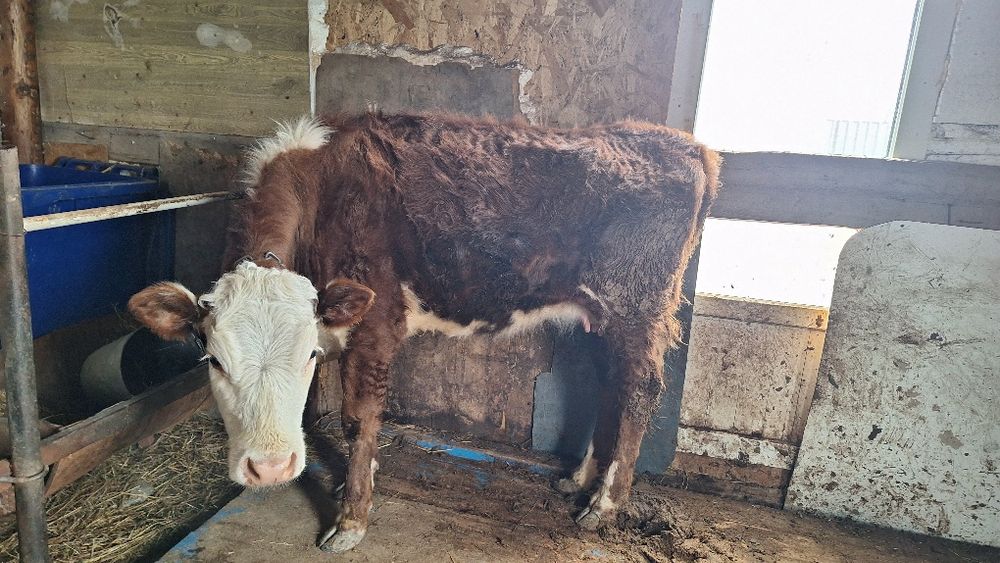 Сиыр ешкі  көрген дер бар ма