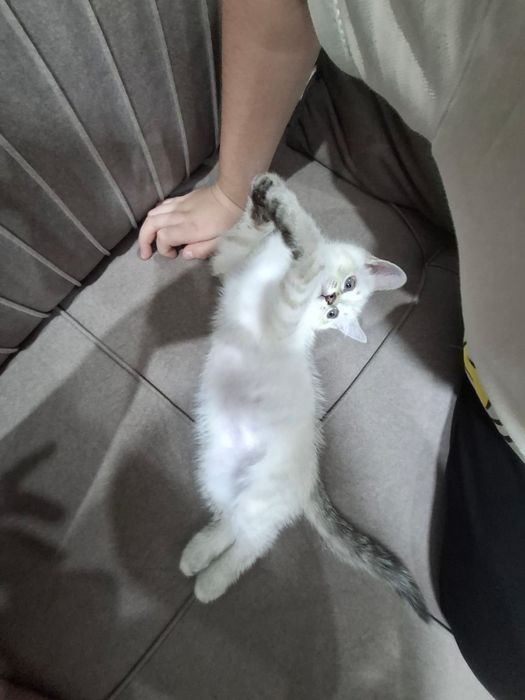 Продаю котенка сиамский