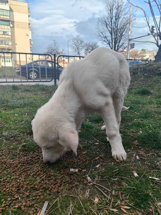 Бял Кангал на 2 месеца