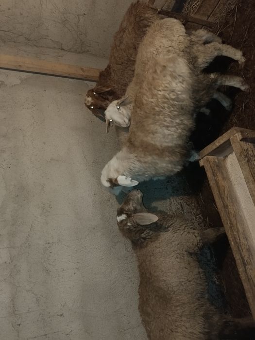 Кой сатылады Айтей