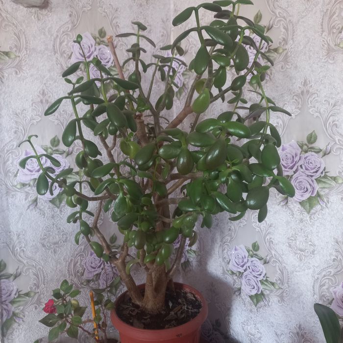 Продам комнатные цветы