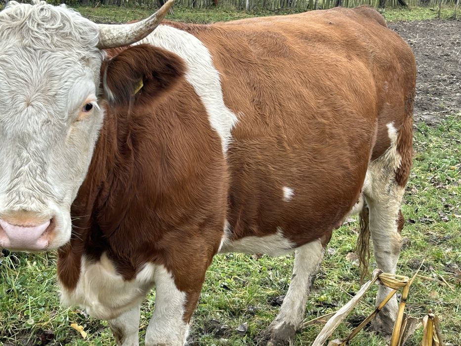 Vand vaca baltata romanesca