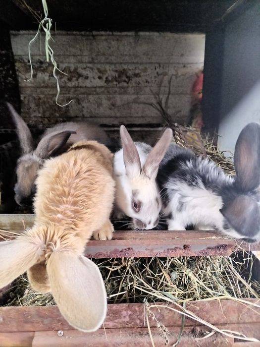 Продам кроликов от 2500