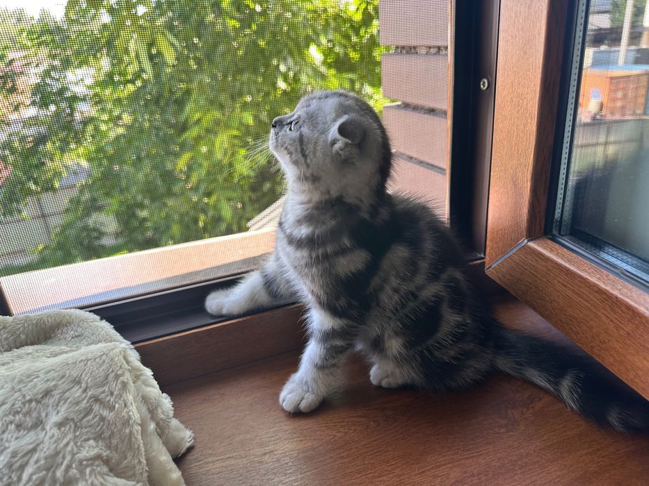 Шотландские котята мальчики