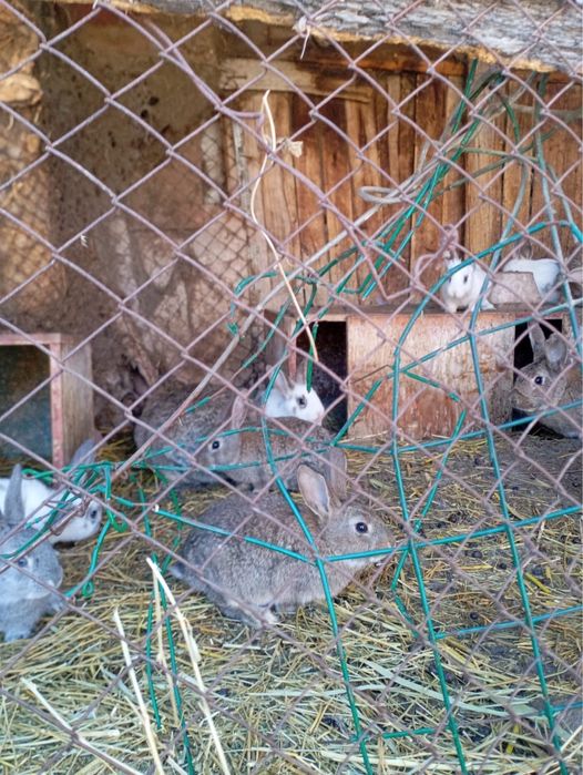 Продам кроликов город Уштобе