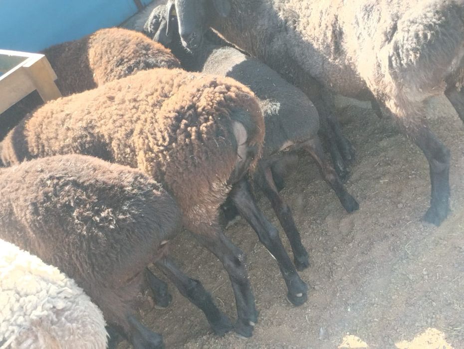 Қой сатылады, семіз тоқтылар әртүрлі бағада