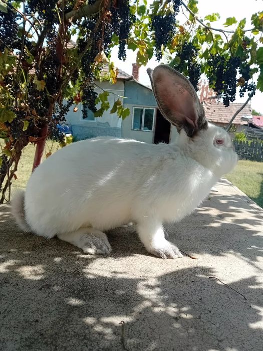 Uriaș de Transilvania