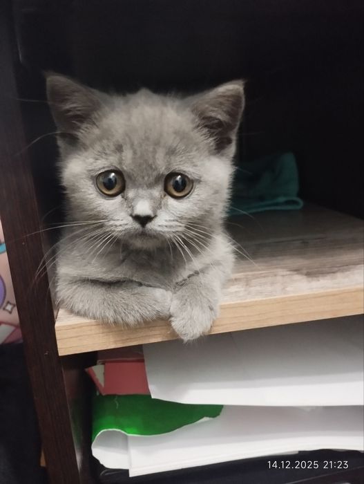 Британская кошка